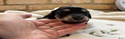 Miniature Dachshund dogs for sale: Beautiful Long haired miniature Dachshund Puppies  - Advert 5