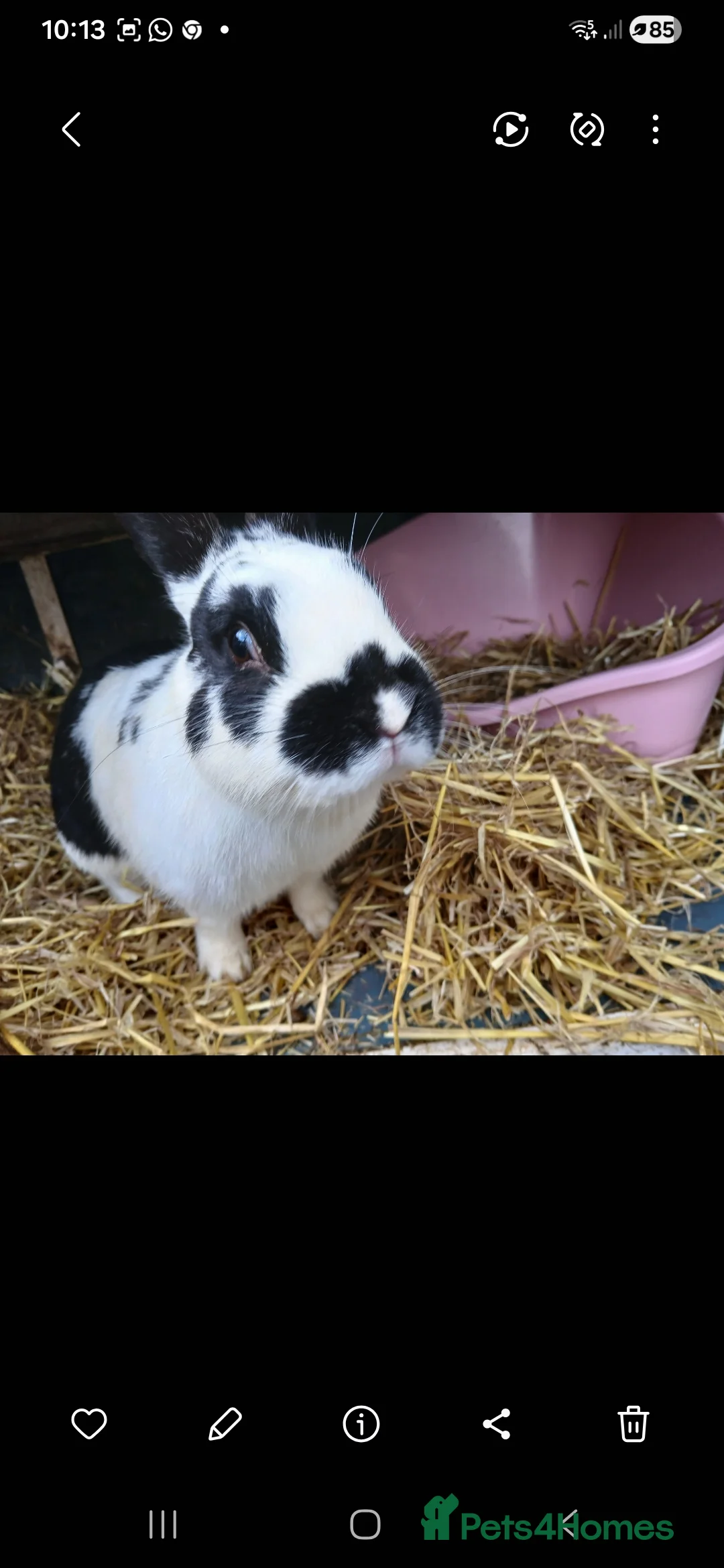 Mini Lop rabbits for sale: 2 male rabbits - Advert 7