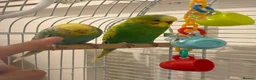 Mixed Breed birds for sale: 2 Young Budgies  - Advert 3