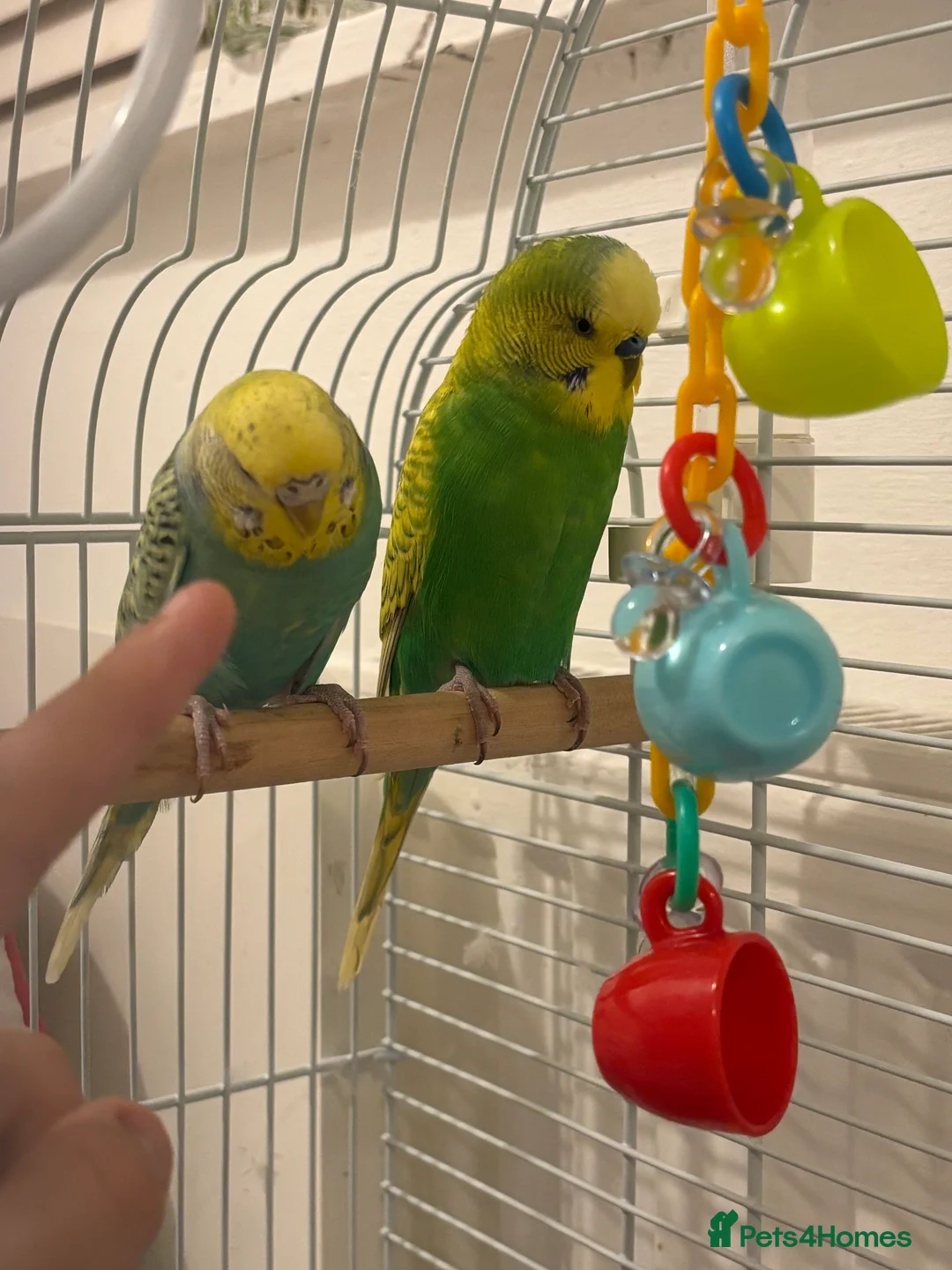 Mixed Breed birds for sale: 2 Young Budgies  - Advert 3