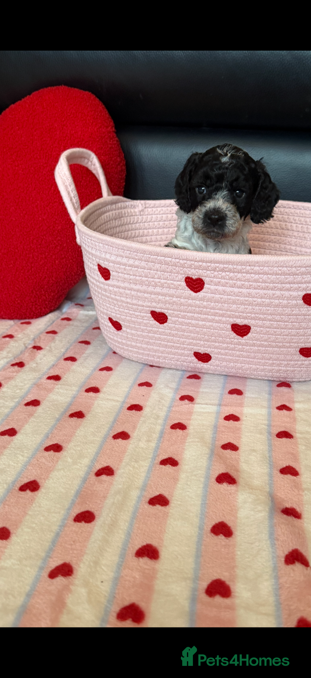 Cockapoo dogs for sale: Beautiful Cockapoo Puppies  - Advert 4