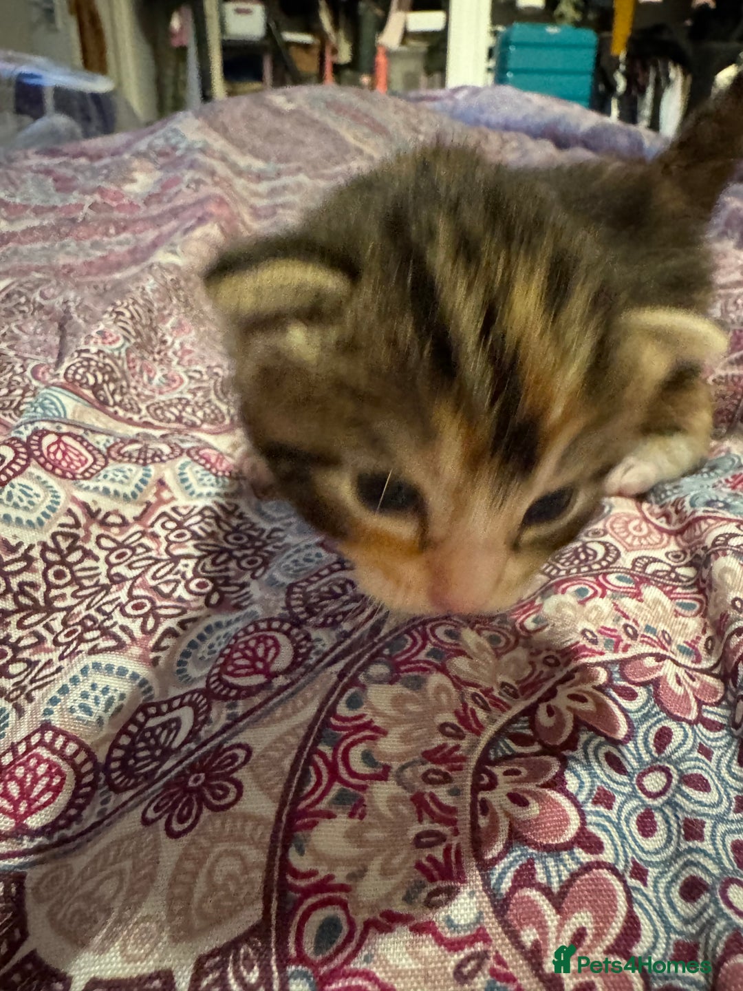 Mixed Breed cats for sale: Beautiful half Maine coon kittens  - Advert 3