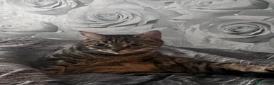 Mixed Breed Kitten 1