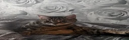 Mixed Breed cats for sale: 🐾 GORGEOUS BENGAL FEMALE 🐾 - Advert 3
