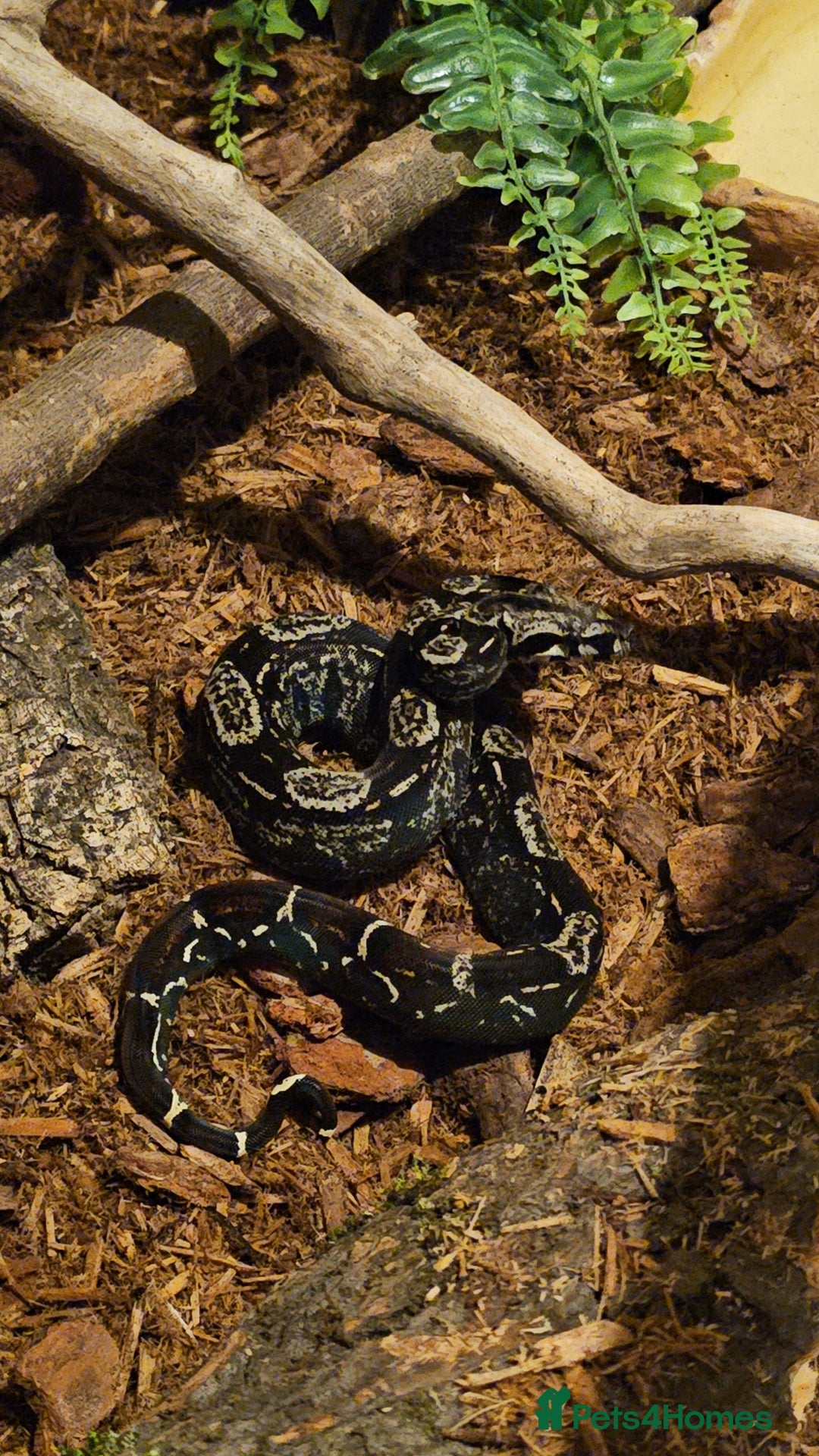 Snake reptiles for sale: Female IMG boa constrictor - Image 3