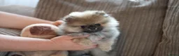 Pomeranian dogs for sale: Four small cute pups  - Advert 27