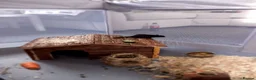 Gerbil rodents for sale: Male Gerbil/Gerbil(s) for sale - Advert 8