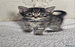 Persian cats for sale: PersianXTortoiseshell Crossbreed Kittens - Image 2