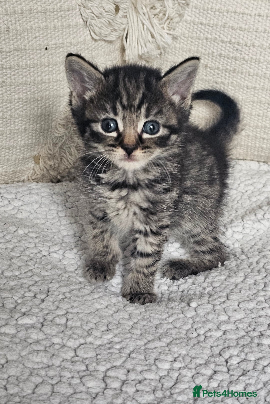 Persian cats for sale: PersianXTortoiseshell Crossbreed Kittens - Image 2