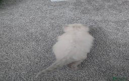 Ragdoll cats for sale: 💙 BLUEPOINT RAGDOLL BOY FOR SALE 💙 - Image 18