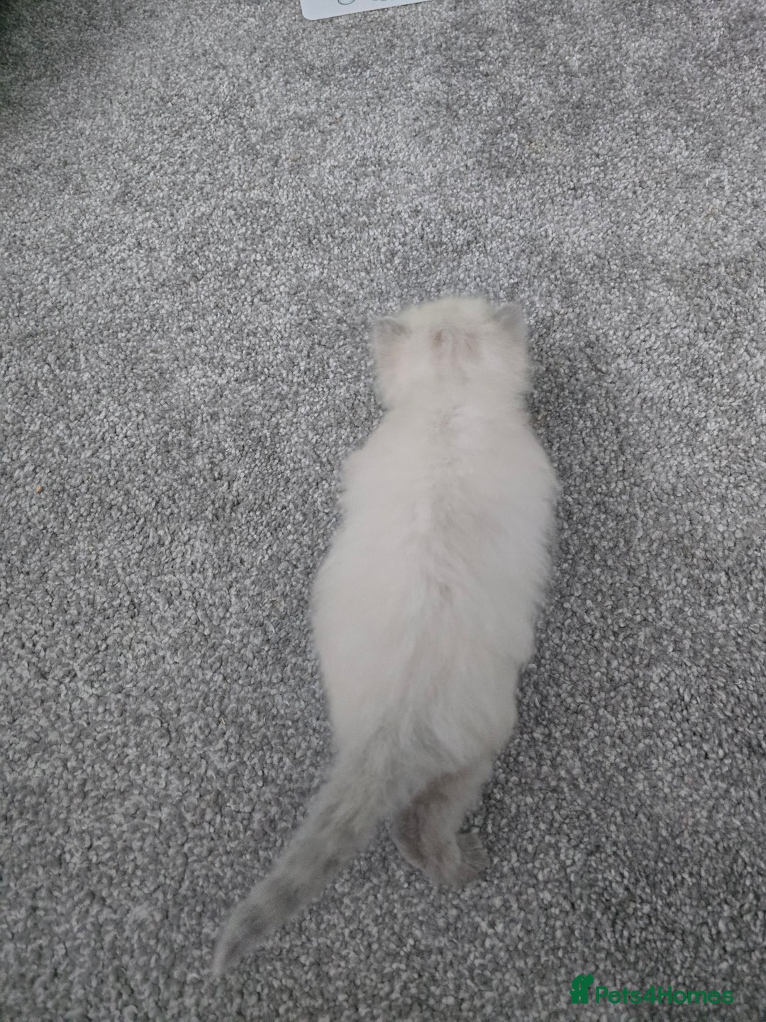 Ragdoll cats for sale: 💙 BLUEPOINT RAGDOLL BOY FOR SALE 💙 - Image 18