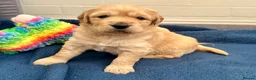 Golden Retriever dogs for sale: Gorgeous golden retriever puppies  in Doncaster - Advert 1