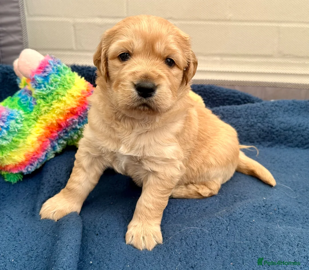 Golden Retriever dogs for sale: Gorgeous golden retriever puppies  in Doncaster - Advert 1