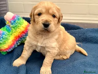 Golden Retriever dogs Gorgeous golden retriever puppies - Advert 6