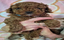 Cockapoo dogs for sale: Cockapoo F1b mini - Image 2