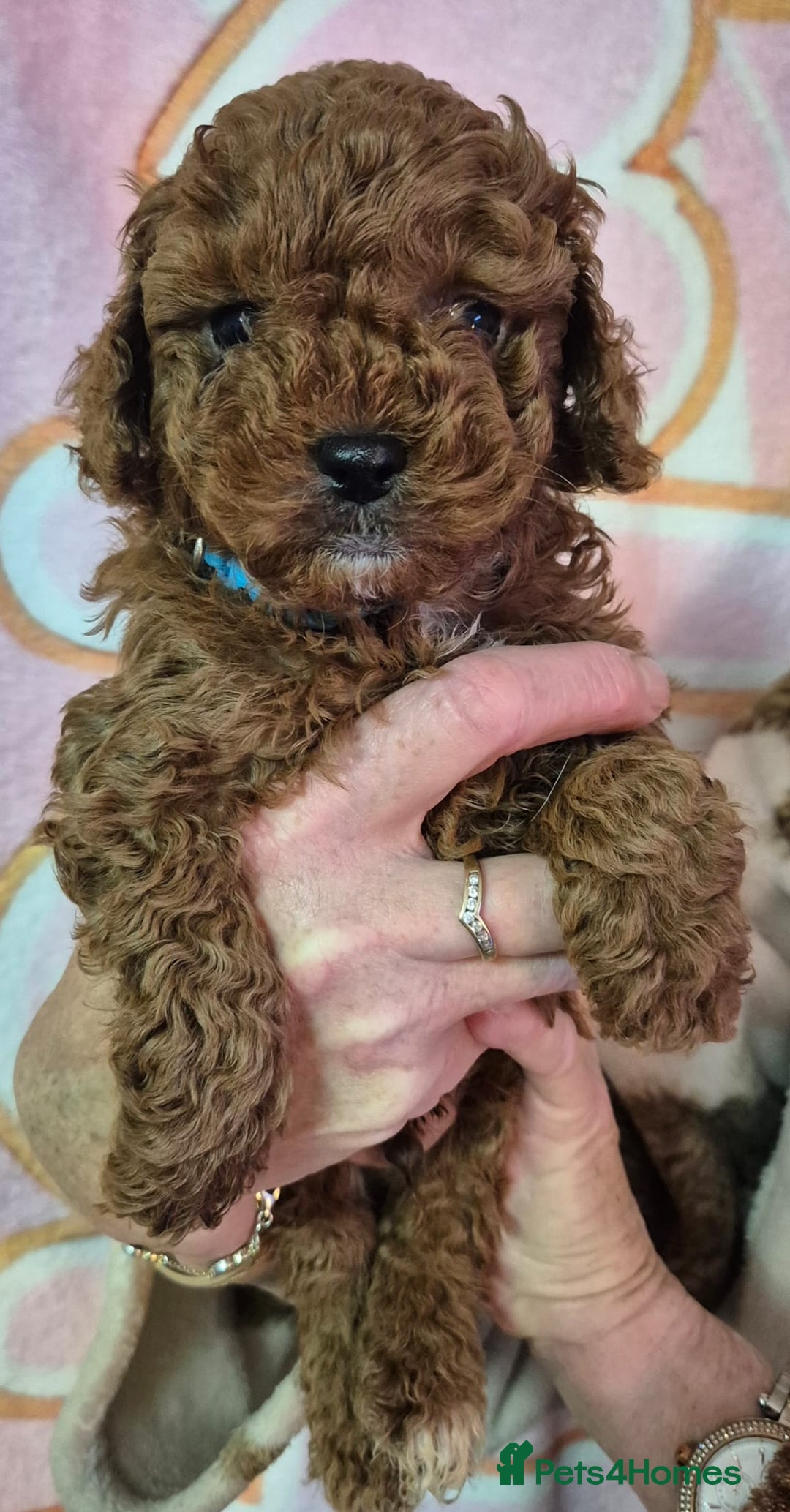 Cockapoo dogs for sale: Cockapoo F1b mini - Image 2