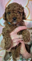 Cockapoo dogs - Advert 2