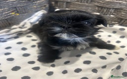 Shih Tzu dogs for sale: Litter of 5 Shih tzu puppys - Image 12