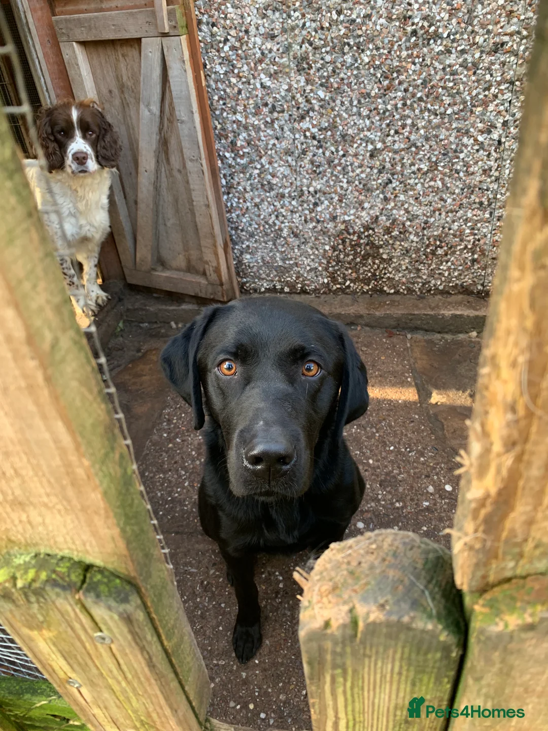 Labrador Retriever dogs for sale: Black lab  - Advert 4