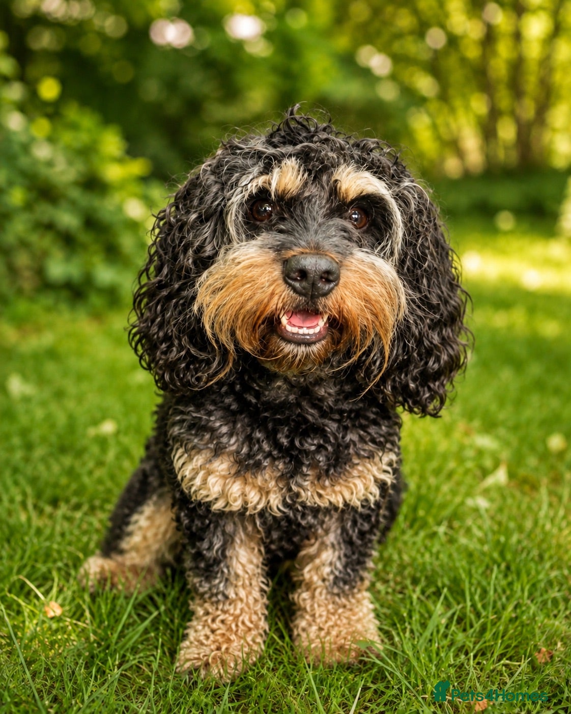 Cavapoo dogs Proven Experienced Cavapoo Stud  Nipsey 🐾 - Advert 3