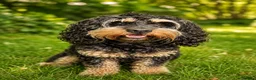 Cavapoo dogs for stud: Proven Experienced Cavapoo Stud  Nipsey 🐾 - Advert 1