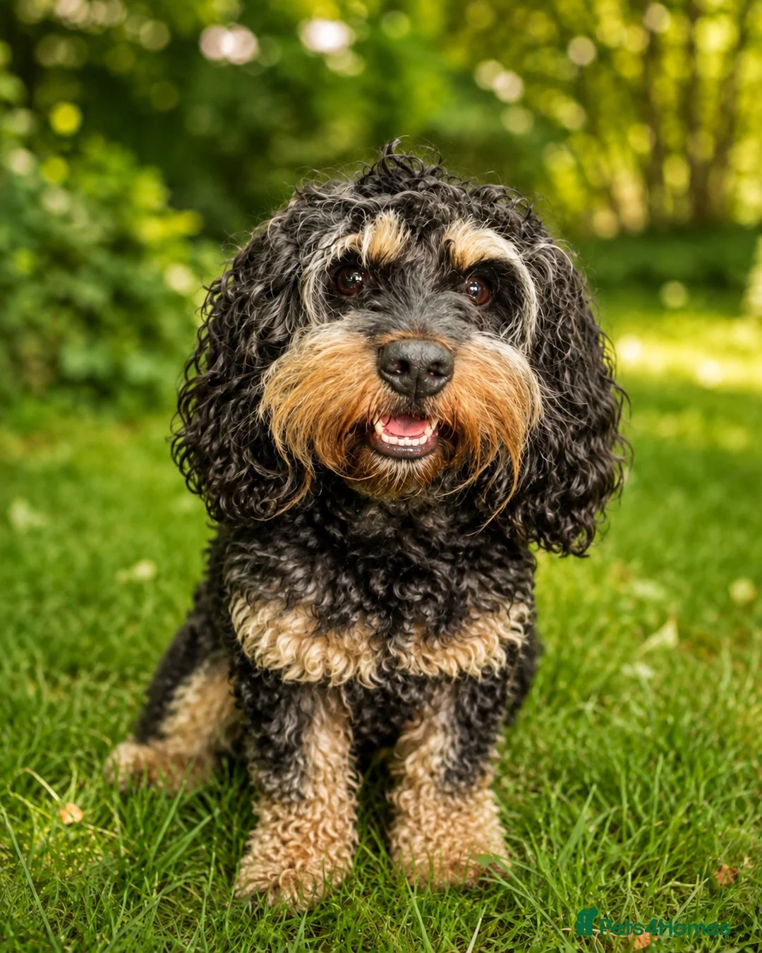 Cavapoo dogs for stud: Proven Experienced Cavapoo Stud  Nipsey 🐾 - Advert 1