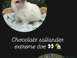Mini Lop rabbits Stunning mini lops looking for forever homes✨🫶🏻 - Advert 1