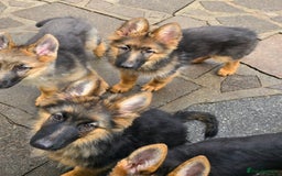 German Shepherd dogs for sale: KC REGISTERED GERMAN SHEPHERD PUPPIES  - Image 2