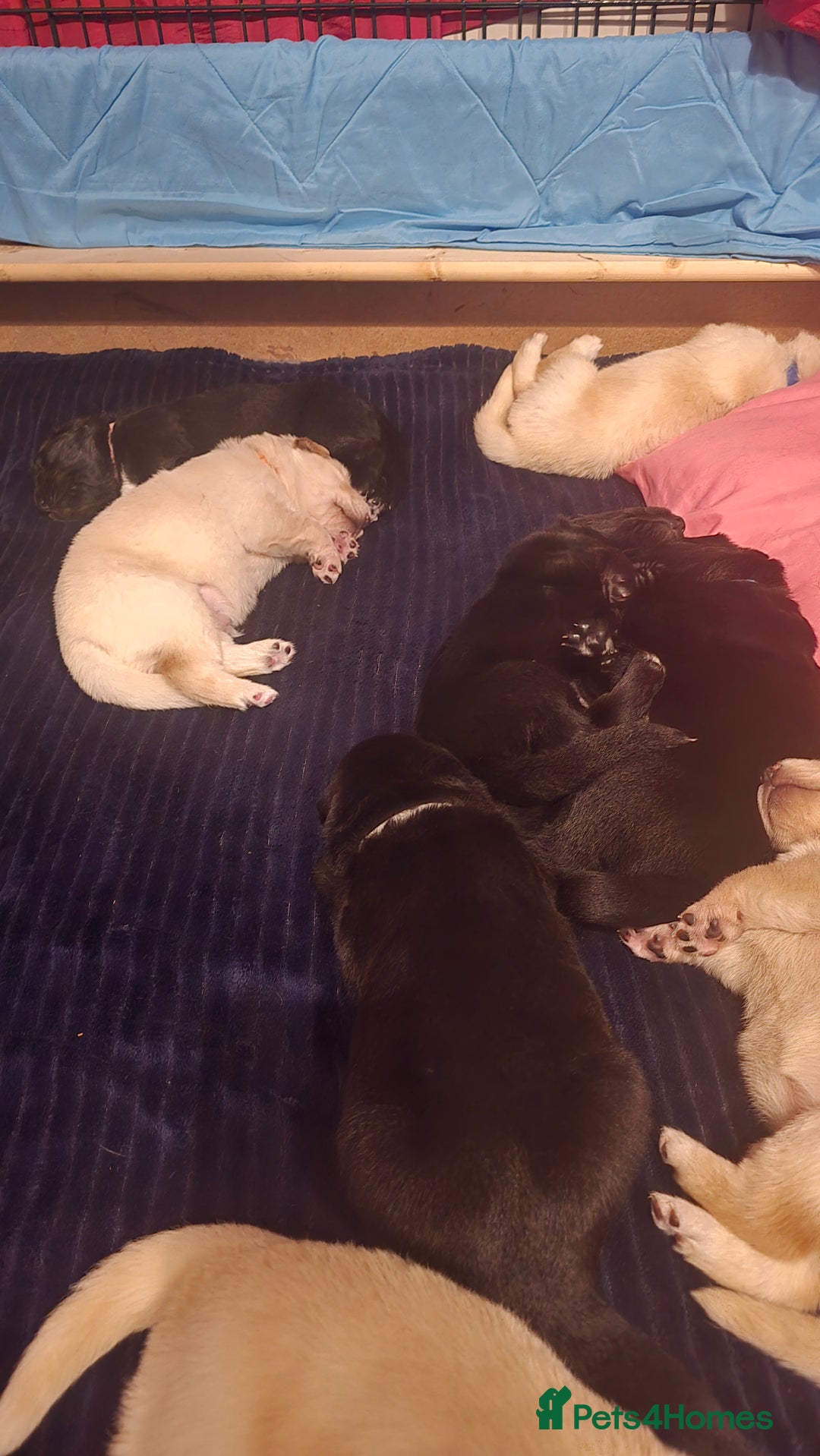 Mixed Breed dogs for sale: Ethically Raised German Shepherd x Lab Puppies - Advert 10