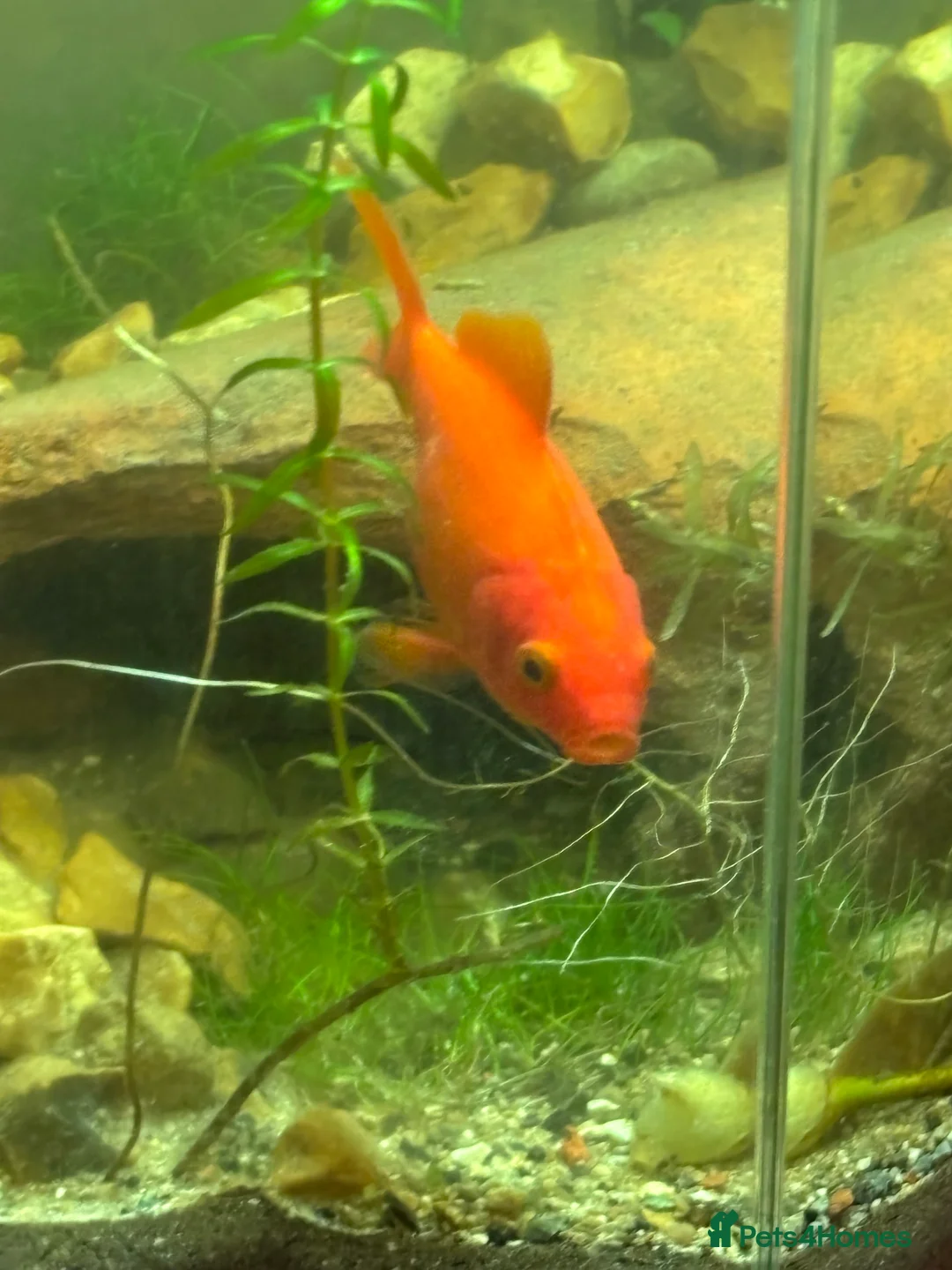 Goldfish fish for sale: Goldfish Free to good home  - Advert 1