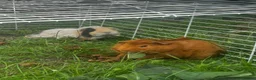 Guinea Pig rodents for sale: 2 Guinea pigs & cage+supplies - Advert 11