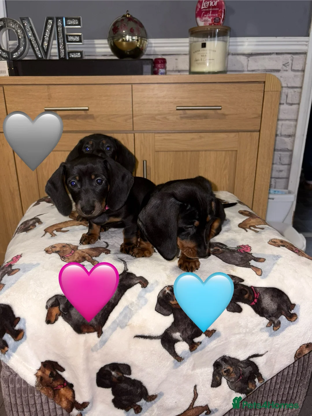 Miniature Dachshund dogs for sale: Stunning Black and Tan smooth fur dachshund pups - Advert 3