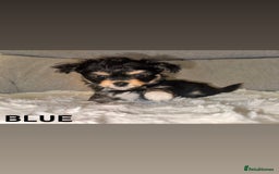 Mixed Breed dogs for sale: Yorkie chihuahua pups for sale  - Image 1