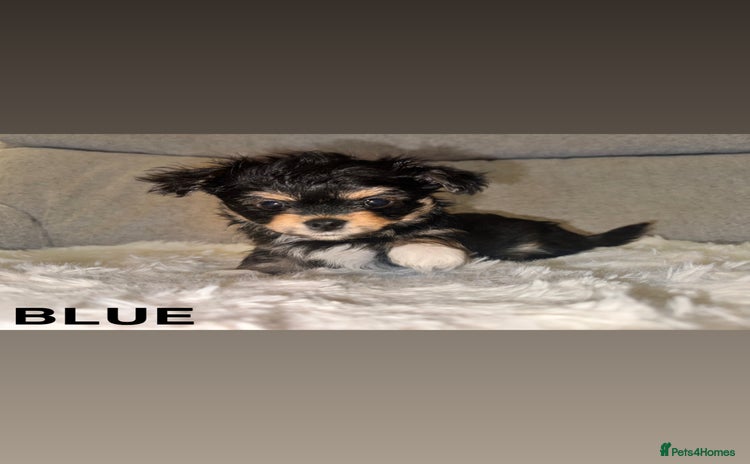 Mixed Breed dogs - Advert 12