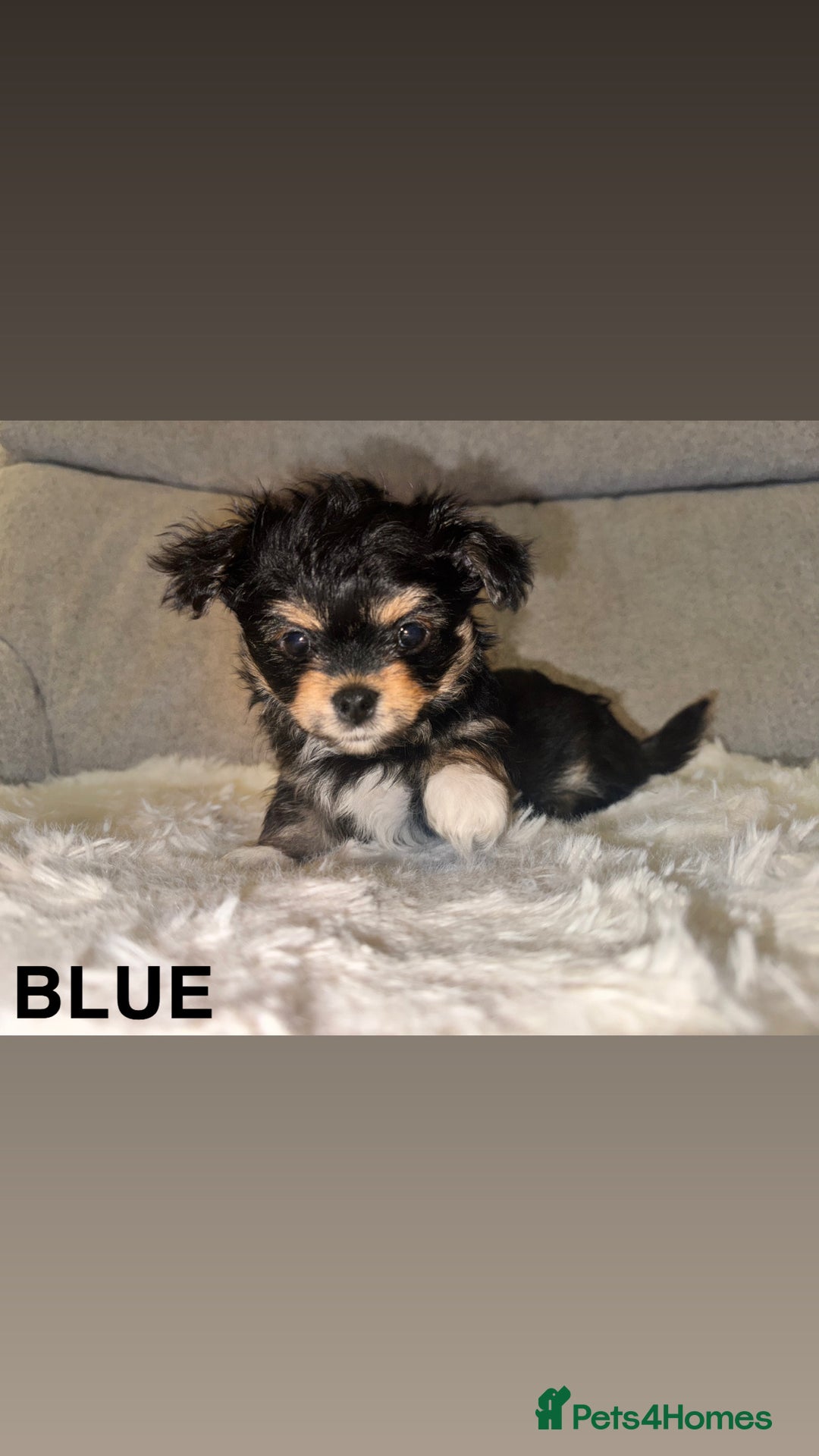 Mixed Breed dogs for sale: Yorkie chihuahua pups for sale  - Image 1