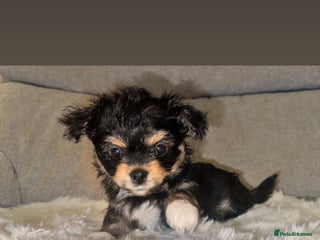 Mixed Breed dogs - Advert 1