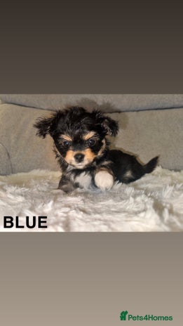 Mixed Breed dogs - Advert 7
