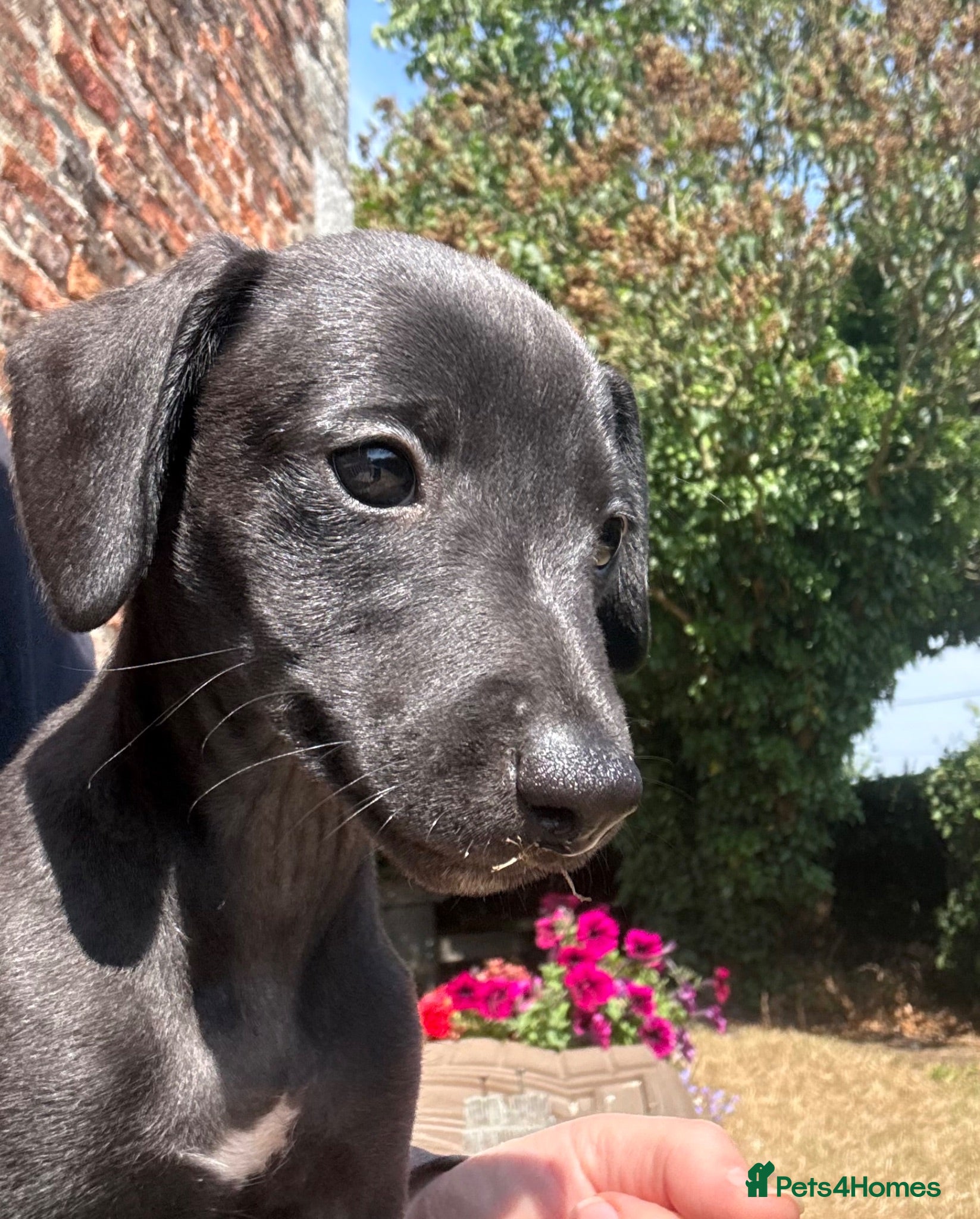 Mixed Breed dogs Bedlington Whippet Puppies  - Advert 2