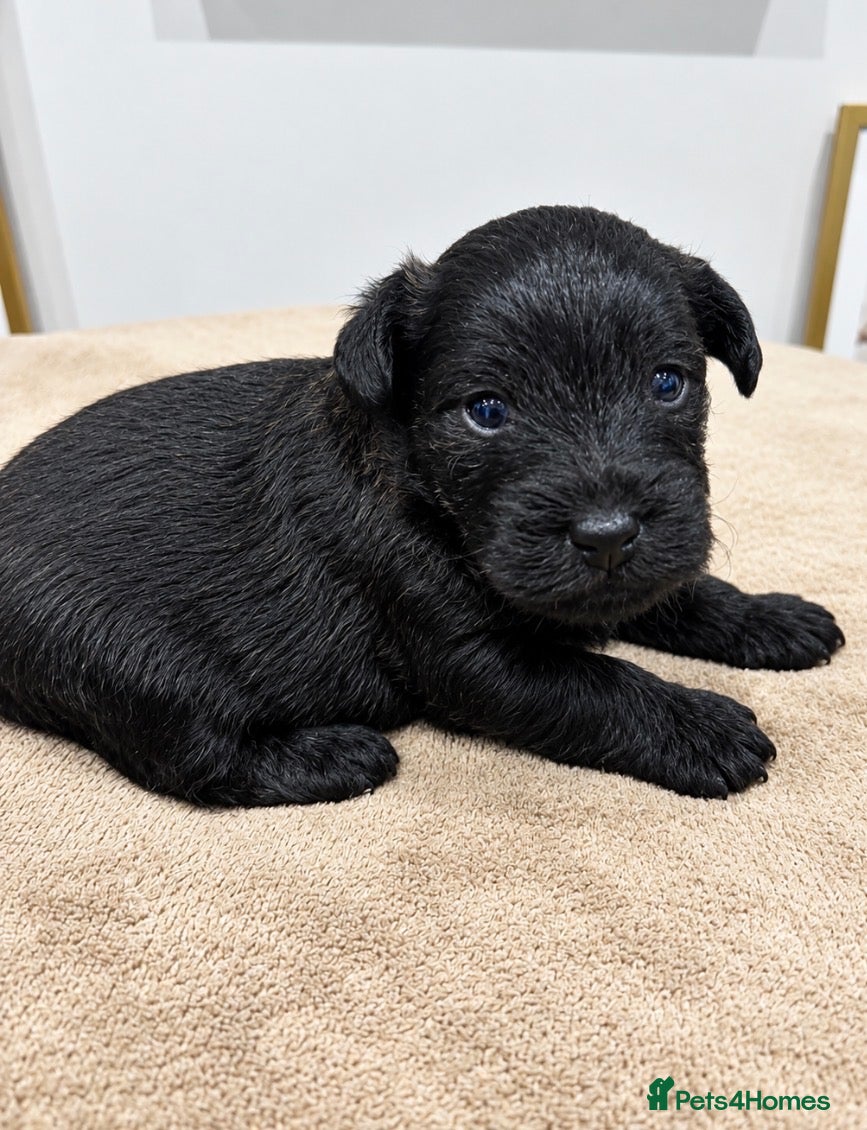 Westiepoo dogs for sale: Westiepoo Puppies - Advert 19