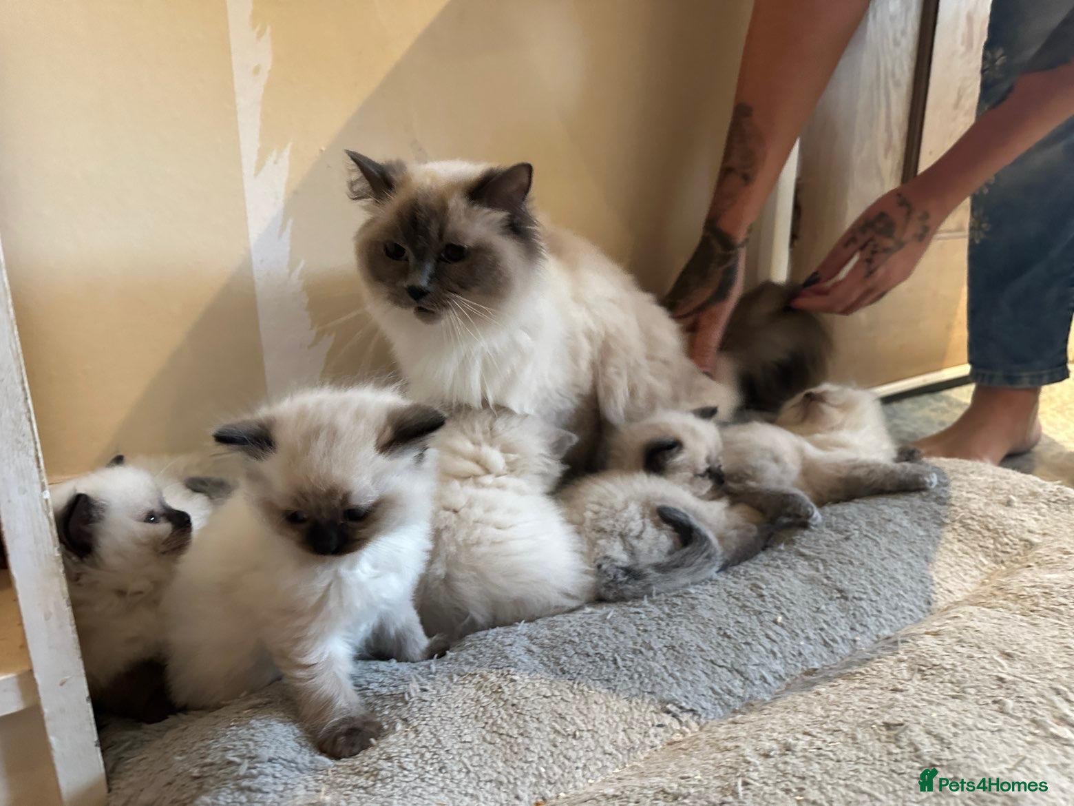Ragdoll cats Chocolate point and blue pointed lynx ragdolls - Advert 2