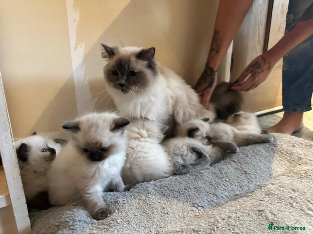 Ragdoll cats for sale: Chocolate point and blue pointed lynx ragdolls - Advert 2