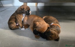 Boxer dogs for sale: KC PEDIGREE BOXER PUPPIES  - Image 29