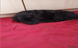 Labradoodle dogs for sale: F,1,B Standard labradoodles - Image 6