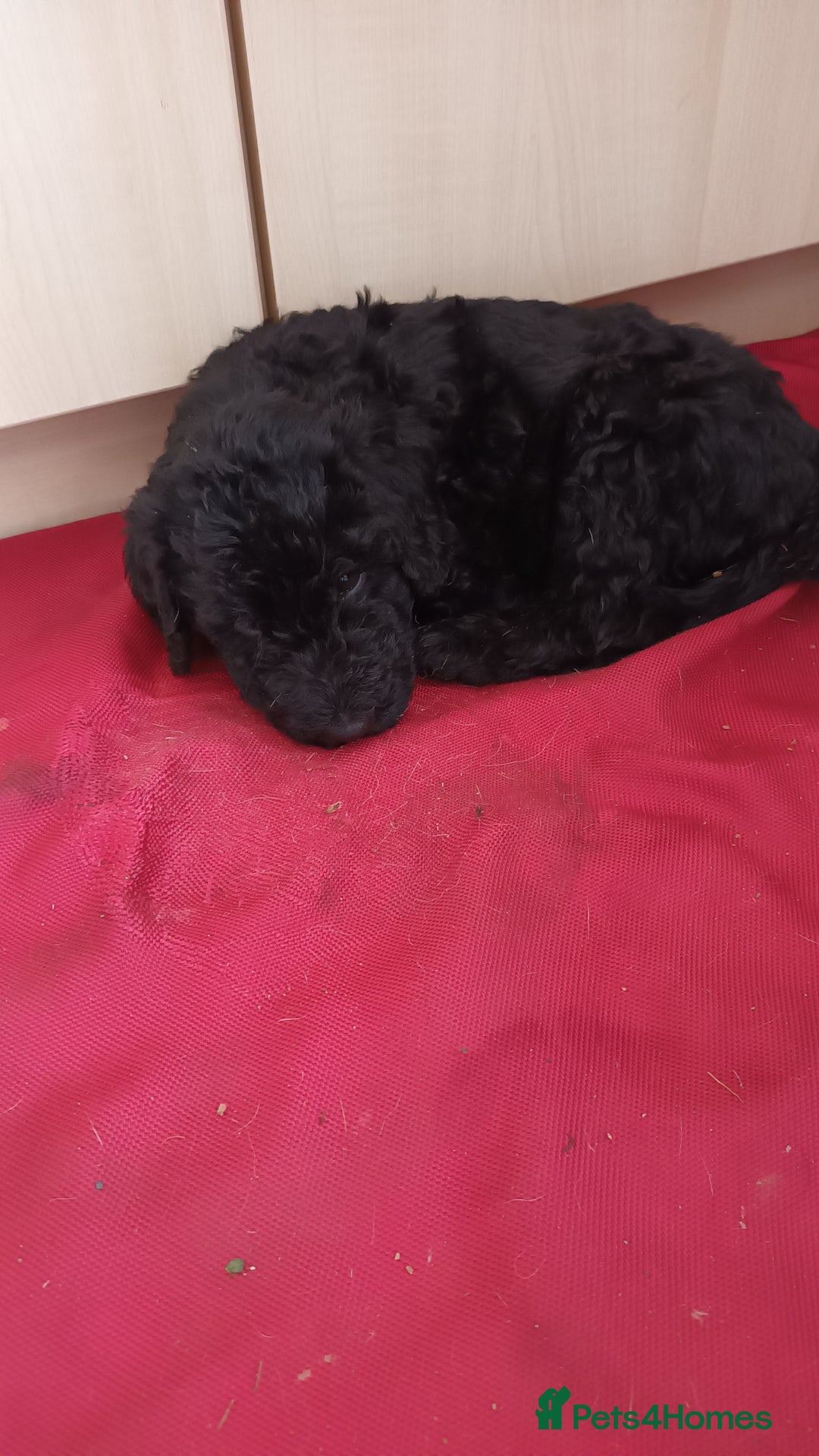 Labradoodle dogs for sale: F,1,B Standard labradoodles - Image 6