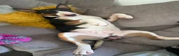 English Bull Terrier dogs for stud: Tri coloured bull terrier for studding (CHAOS) - Advert 8