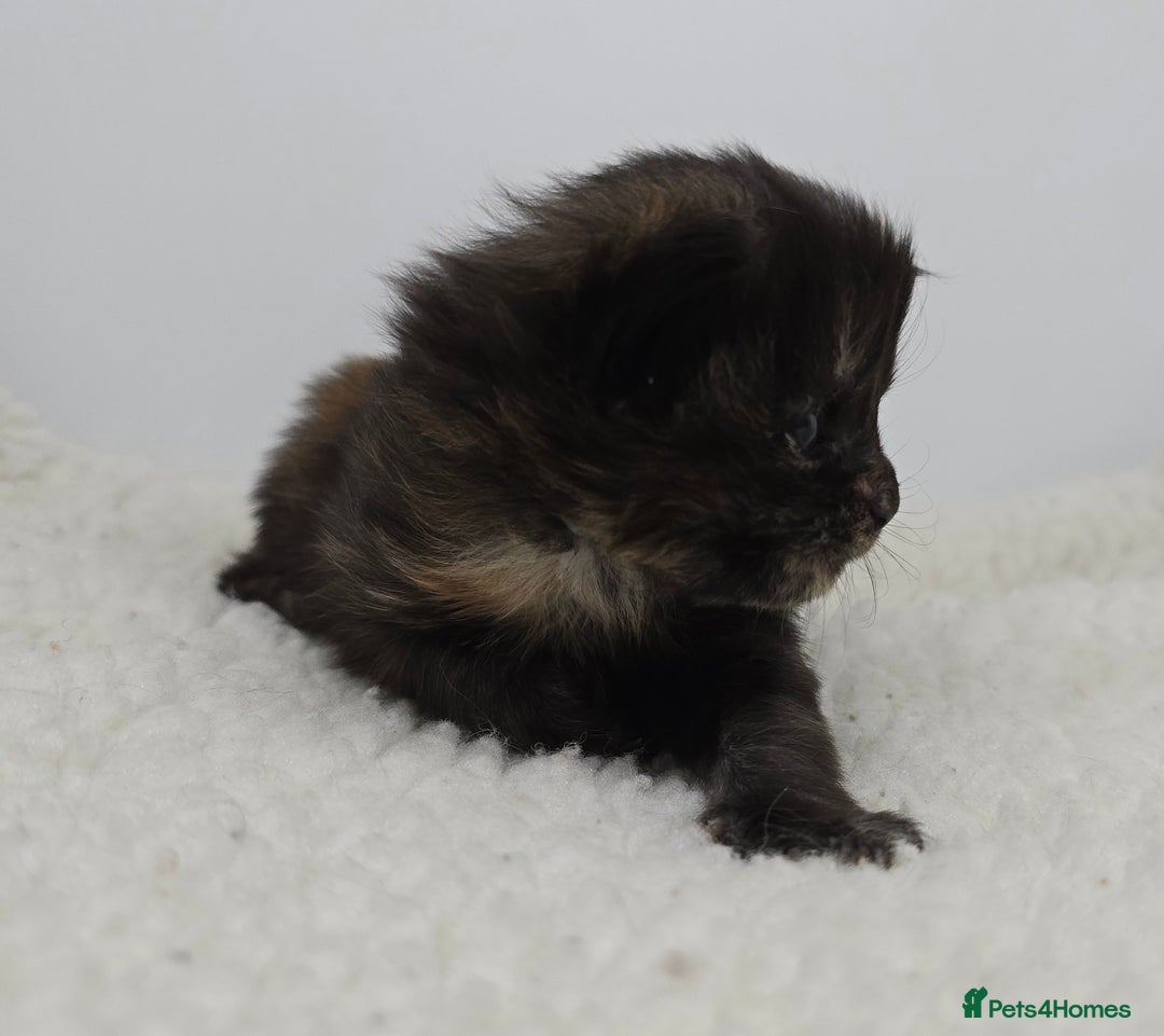 Maine Coon cats for sale: Maine Coon Kittens LARGE Blue/Black Tortie/Tabby - Advert 7