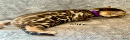 Bengal cats for sale: 🎬 Little Leopard Diaries | TICA Bengal Kittens 🌟 - Advert 9