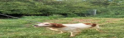 Brittany Spaniel dogs for adoption: Quilla in Consett - Advert 8