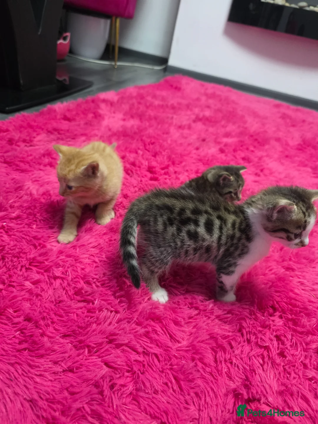 Mixed Breed cats for sale: Beautifull kittens ready to go  - Advert 2