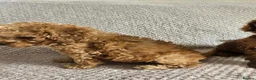 Cavapoo dogs for sale: F1b Cavapoo Puppies!!  - Advert 9